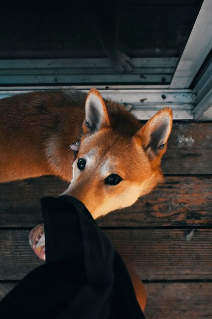 Foto vista ad alto angolo del cane e della persona sul portico