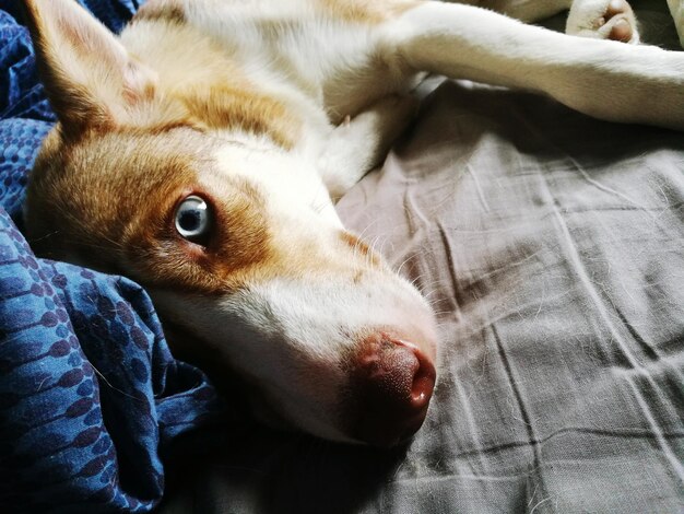 ベッドでリラックスしている犬のハイアングルビュー