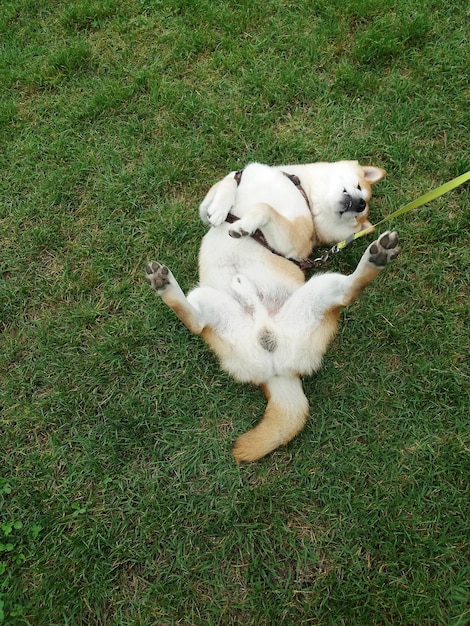 Foto vista ad alta angolazione di un cane che si rilassa sul campo