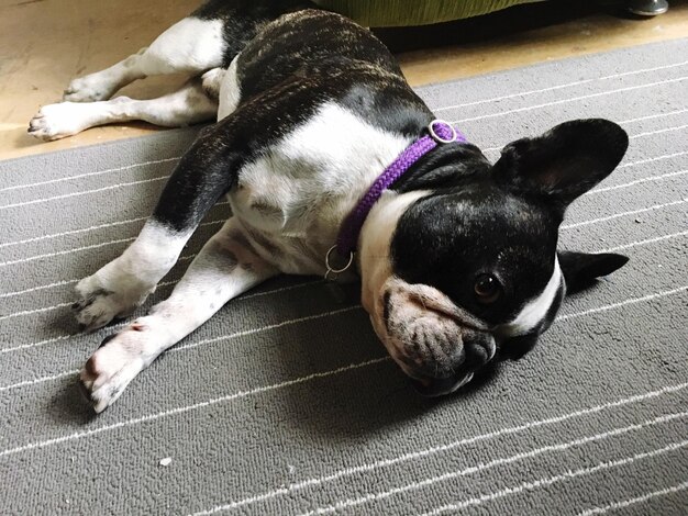 High angle view of dog relaxing on floor