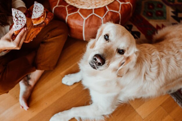 Photo high angle view of dog relaxing on hardwood floor