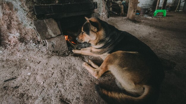 High angle view of dog relaxing outdoors