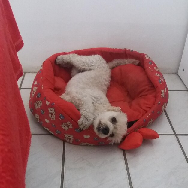 High angle view of dog relaxing on red floor