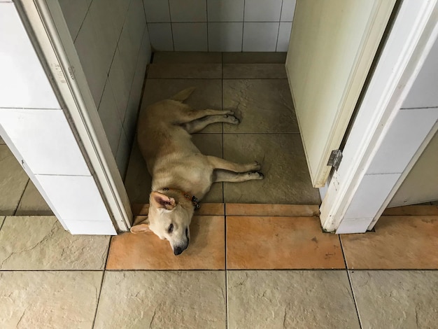 Foto vista ad alta angolazione di un cane che si rilassa sul pavimento piastrellato