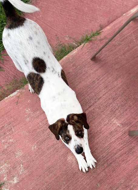 High angle view of dog relaxing on wood