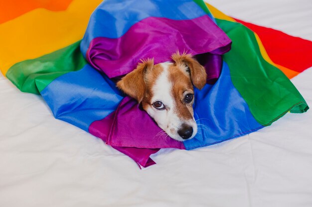 High angle view of dog resting on bed