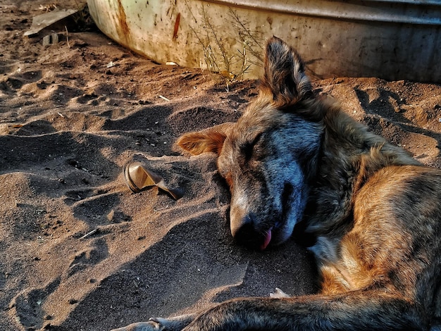 Photo high angle view of dog resting on field