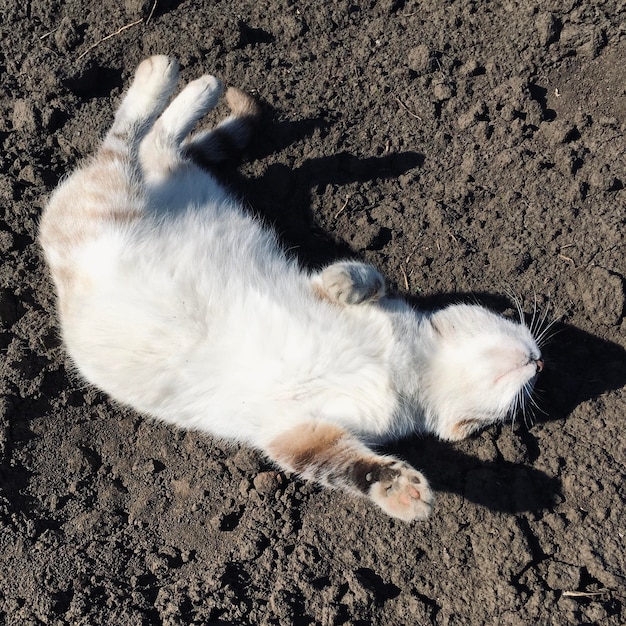 Foto vista ad alta angolazione di un cane che riposa sulla sabbia