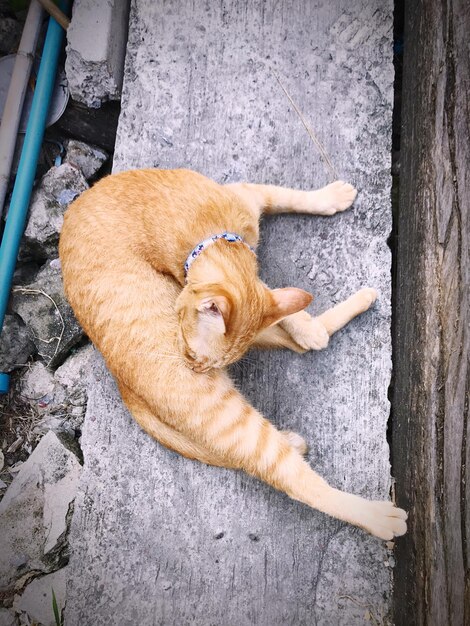 Photo high angle view of a dog resting