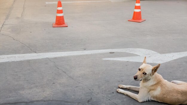 High angle view of dog on road