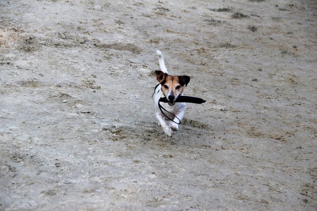 Foto vista ad alta angolazione di un cane che corre sul campo