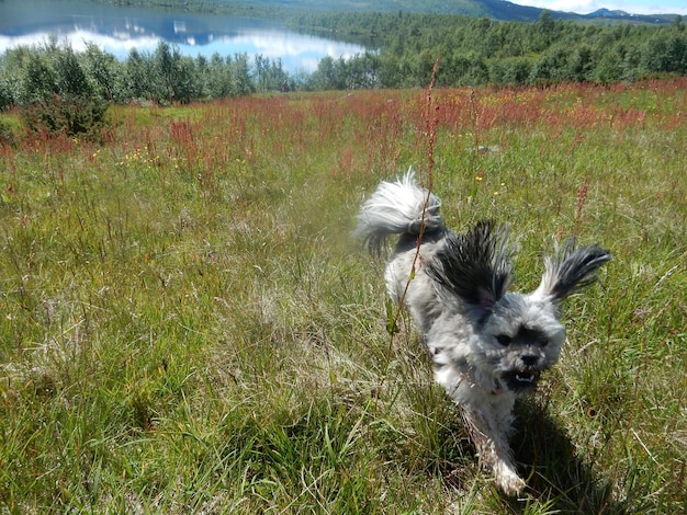 Foto vista ad alta angolazione di un cane che corre su un campo erboso