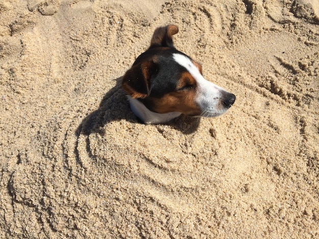 high angle view of dog in sand at beach