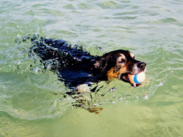 Photo high angle view of dog in sea