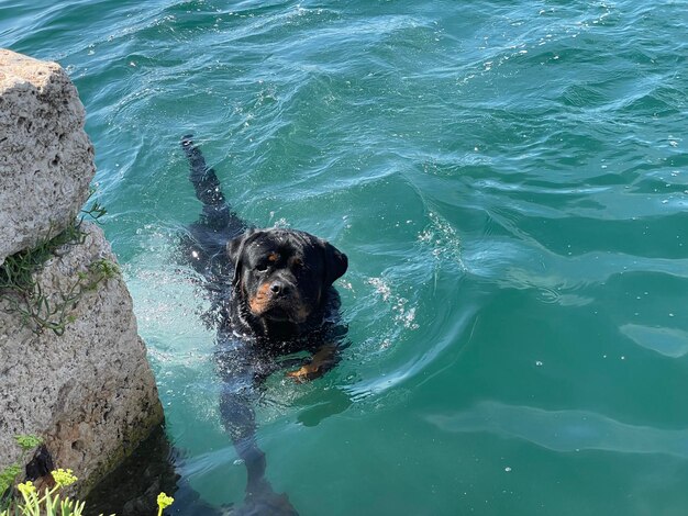 High angle view of dog in sea