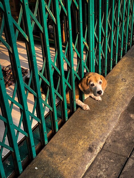 High angle view of dog seen through metal fence