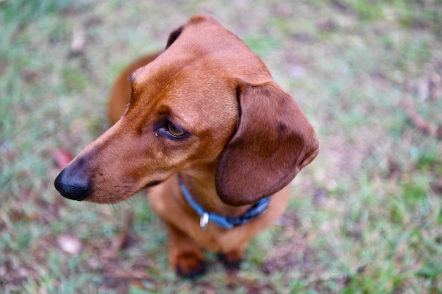 フィールドに座っている犬の高角度のビュー