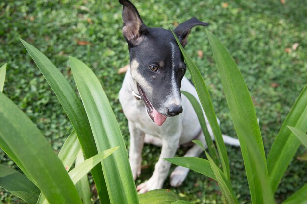 Photo high angle view of dog sitting on field