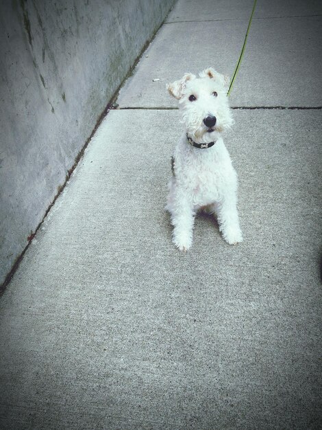 High angle view of dog sitting on footpath