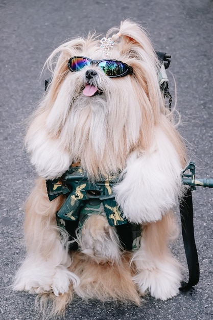 Foto vista ad alto angolo di un cane seduto su occhiali da sole