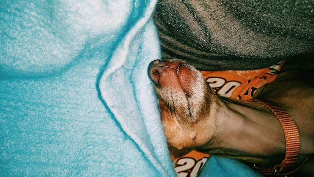 High angle view of dog sleeping on bed at home