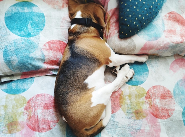 Foto vista ad alta angolazione di un cane che dorme sul letto