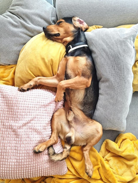 Foto vista ad alto angolo di un cane che dorme sul divano