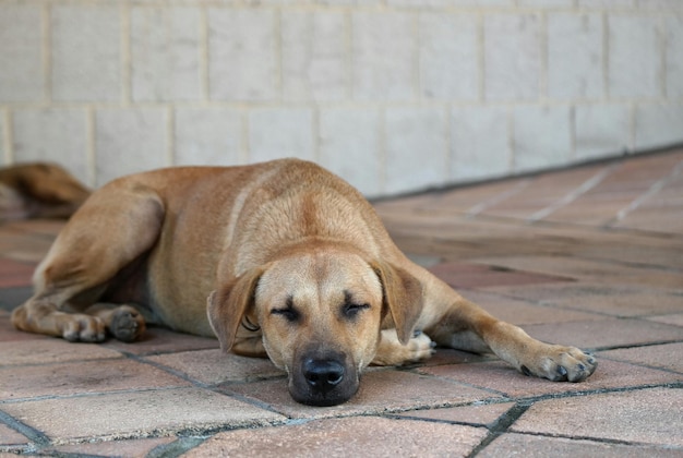high angle view of dog sleeping on walkway