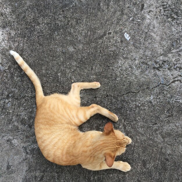 Foto vista ad alta angolazione di un cane che dorme