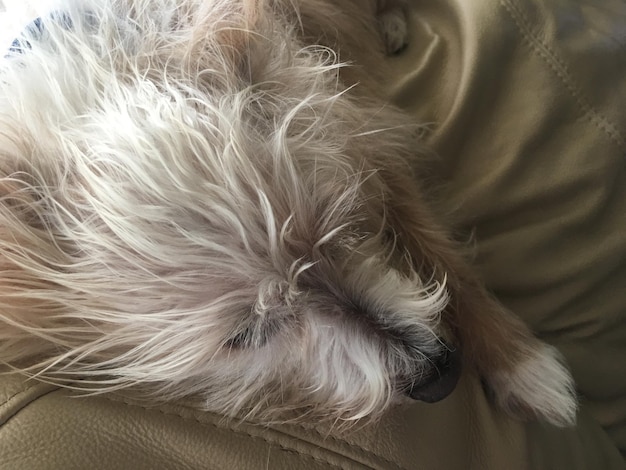 寝ている犬の高角度の視点