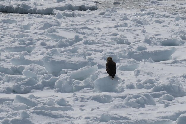 High angle view of a dog on snow covered land