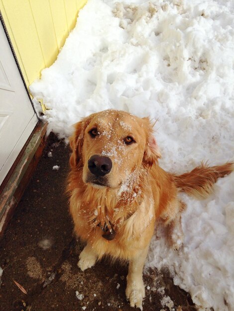 Foto vista ad alta angolazione del cane nella neve