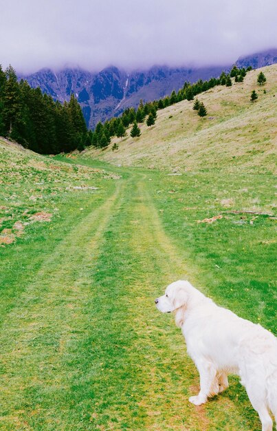 Высокоугольный вид собаки, стоящей на поле напротив неба