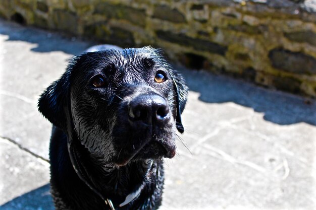 High angle view of dog standing on footpath