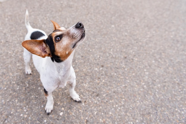 Photo high angle view of dog standing on road