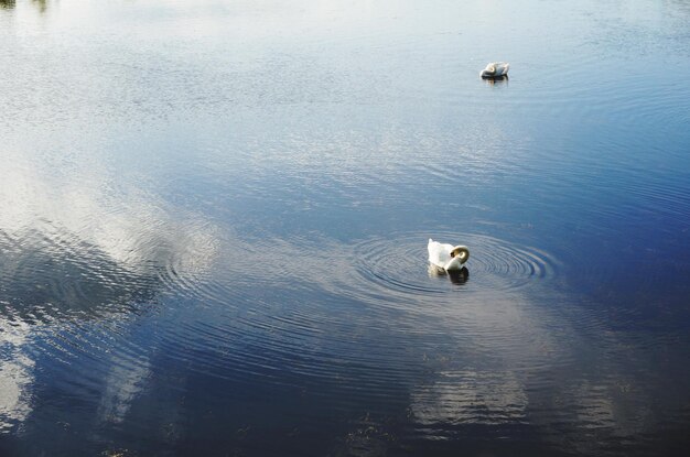 Photo high angle view of dog swimming in lake