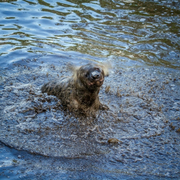 湖で泳ぐ犬の高角度の景色