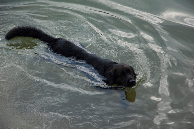 Photo high angle view of dog swimming in lake