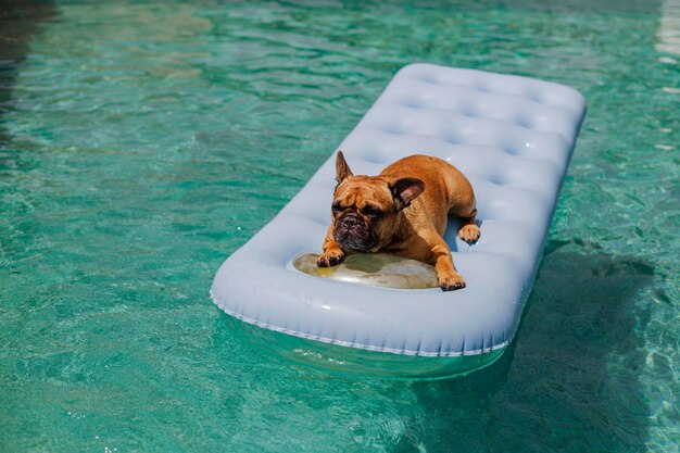 High angle view of dog swimming in pool