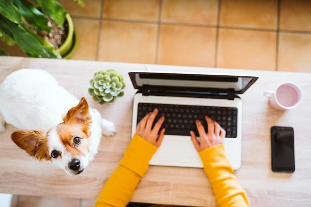 High angle view of dog on table at home