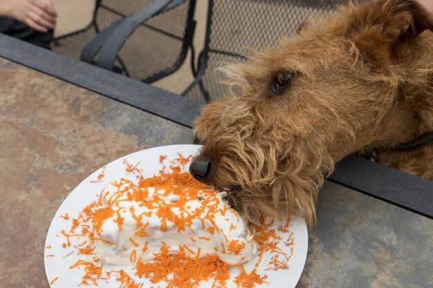 High angle view of a dog on table