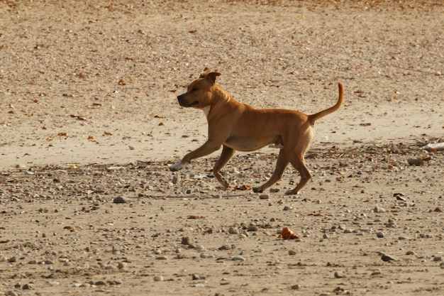 野原で歩いている犬の高角度の景色
