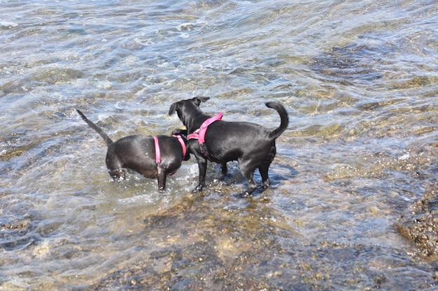 High angle view of dog in water