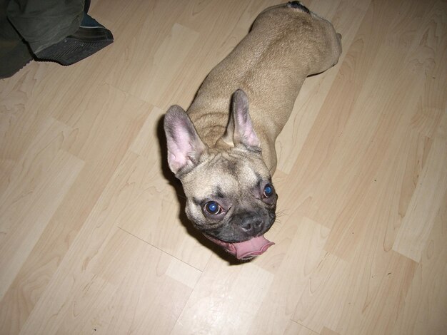 Photo high angle view of a dog on wooden floor