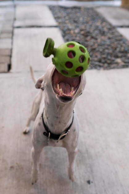 High angle view of a dog