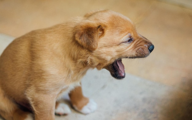 犬の高角度の視点