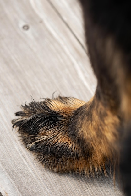 Foto vista ad alto angolo di un cane