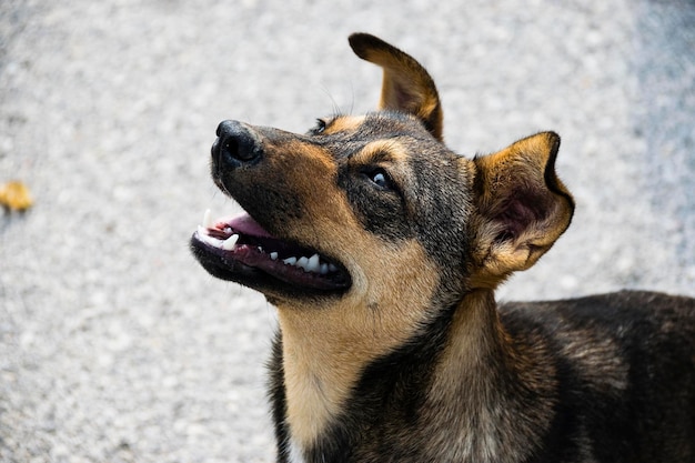 犬の高角度の視点