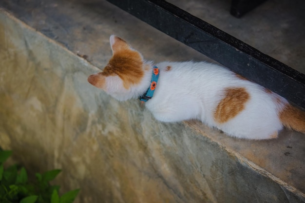 High angle view of a dog