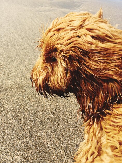 Foto vista ad alto angolo di un cane